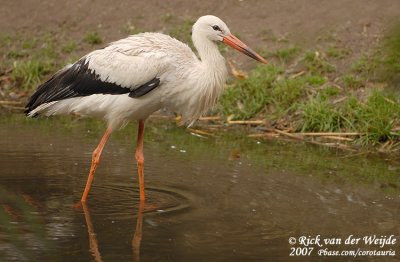 White Stork  (Ooievaar)