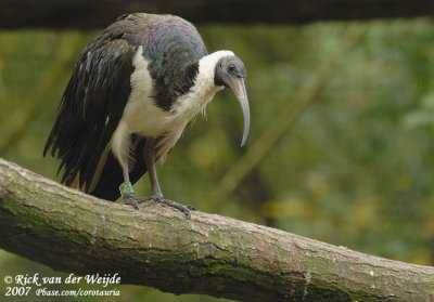 Straw-Necked Ibis  (Strohalsibis)