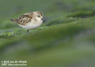 Kleine Strandloper