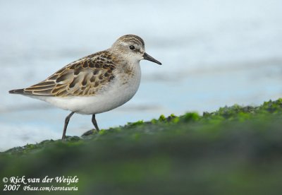 Kleine Strandloper