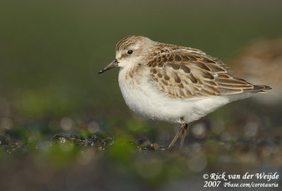 Kleine Strandloper