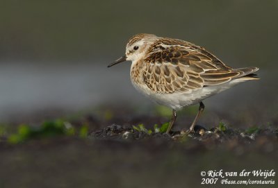 Kleine Strandloper