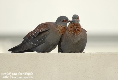 Guineaduif / Speckled Pigeon