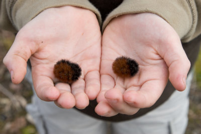 Shy Wooly Caterpillars