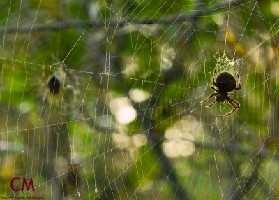Oh, What a Web We Weave