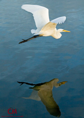 Reflection