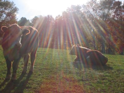 cattle in the sunlight2.