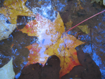 leaf in a puddle