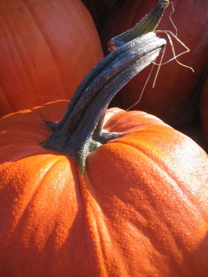 dewy pumpkin in the morning sun