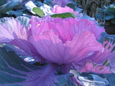 flowering cabbage 1