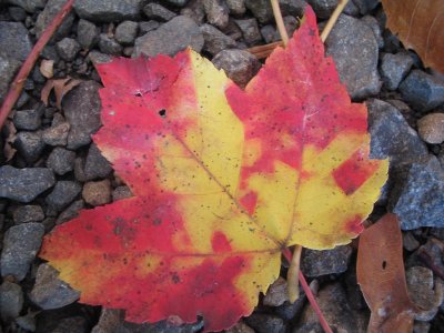 leaf in the driveway
