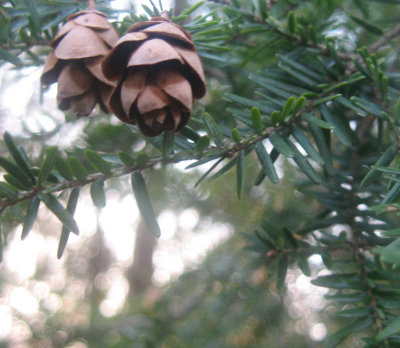 itty bitty pine cones