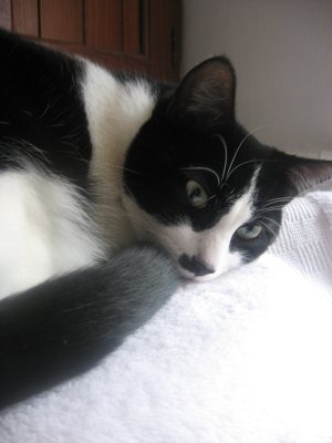 jasmine on the water heater
