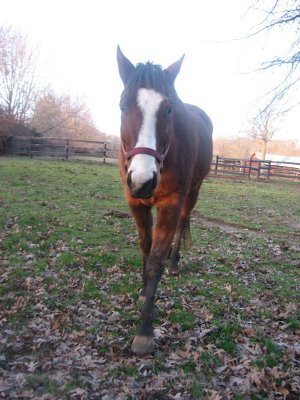 dock watch hollow horse