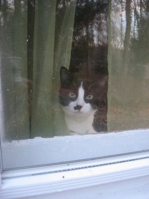jasmine at the window.
