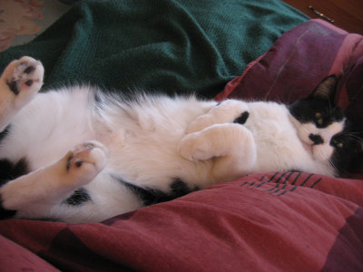 what my cat does on a snow day