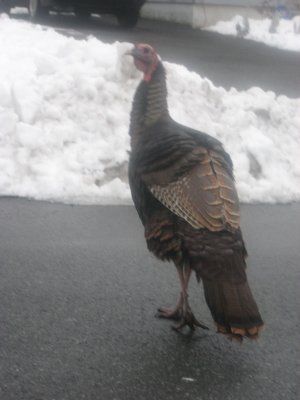 wild turkey in paterson