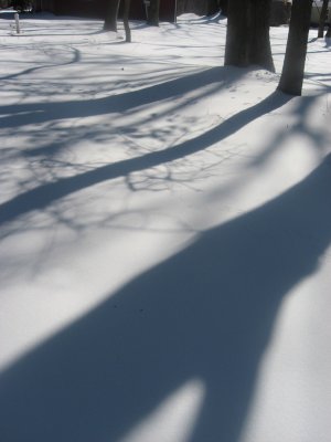 late winter shadows