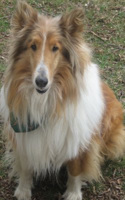 tucker... the lost dog.