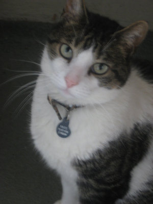 fritz