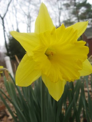 daffodil in spring