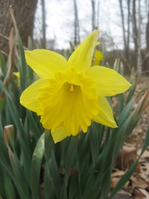 daffodil in spring 2