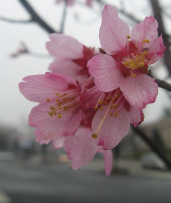 cherry blossom 2