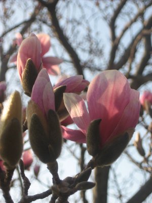 magnolia.