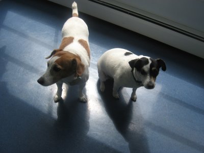 vet's dogs
