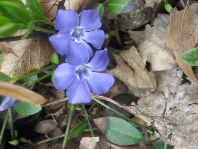 tiny blue wildflowers