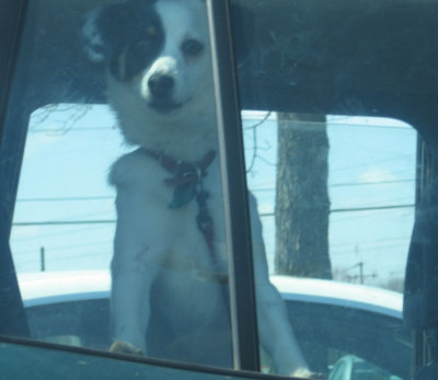 parking pup.
