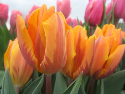 orangey tulips