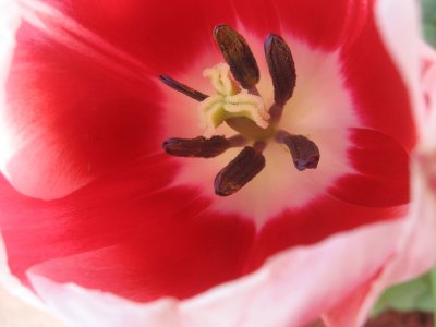 looking inside a tulip