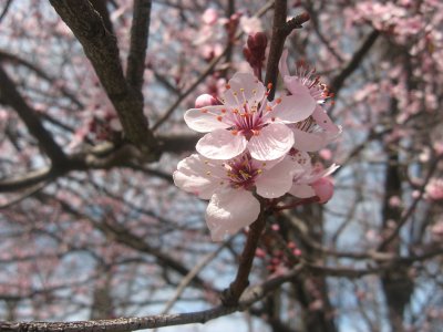 cherry blossom 1