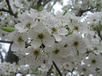 parking lot blossom1