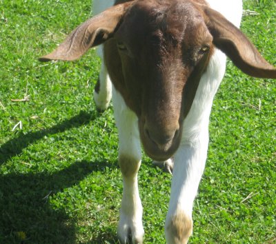 mr goat in the bright afternoon sunshine