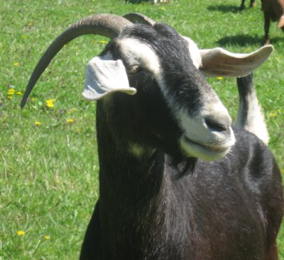 billy goat