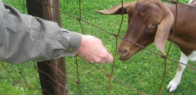 goat feeding time