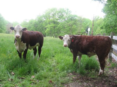 new spring cows