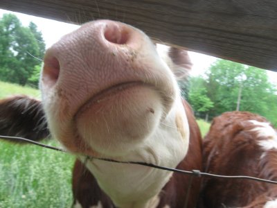 cow snout