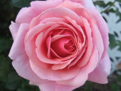 pink rose 67