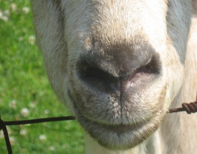 goat nose