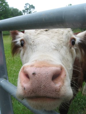 i think i am in love with this cow