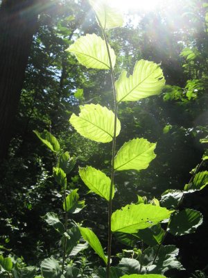 morning sun on leaves