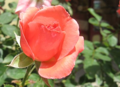 frenchtown rose