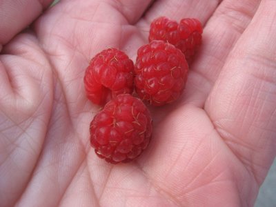  raspberries