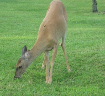 deer nibbling on someone's lawn