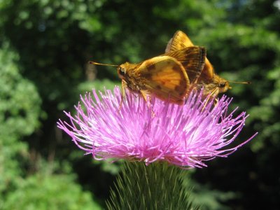 two butterflies on a thistle