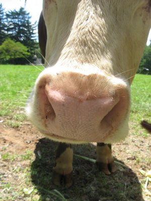 cow nose with little hooves