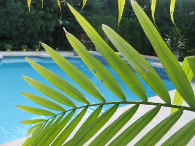 pool through a palm